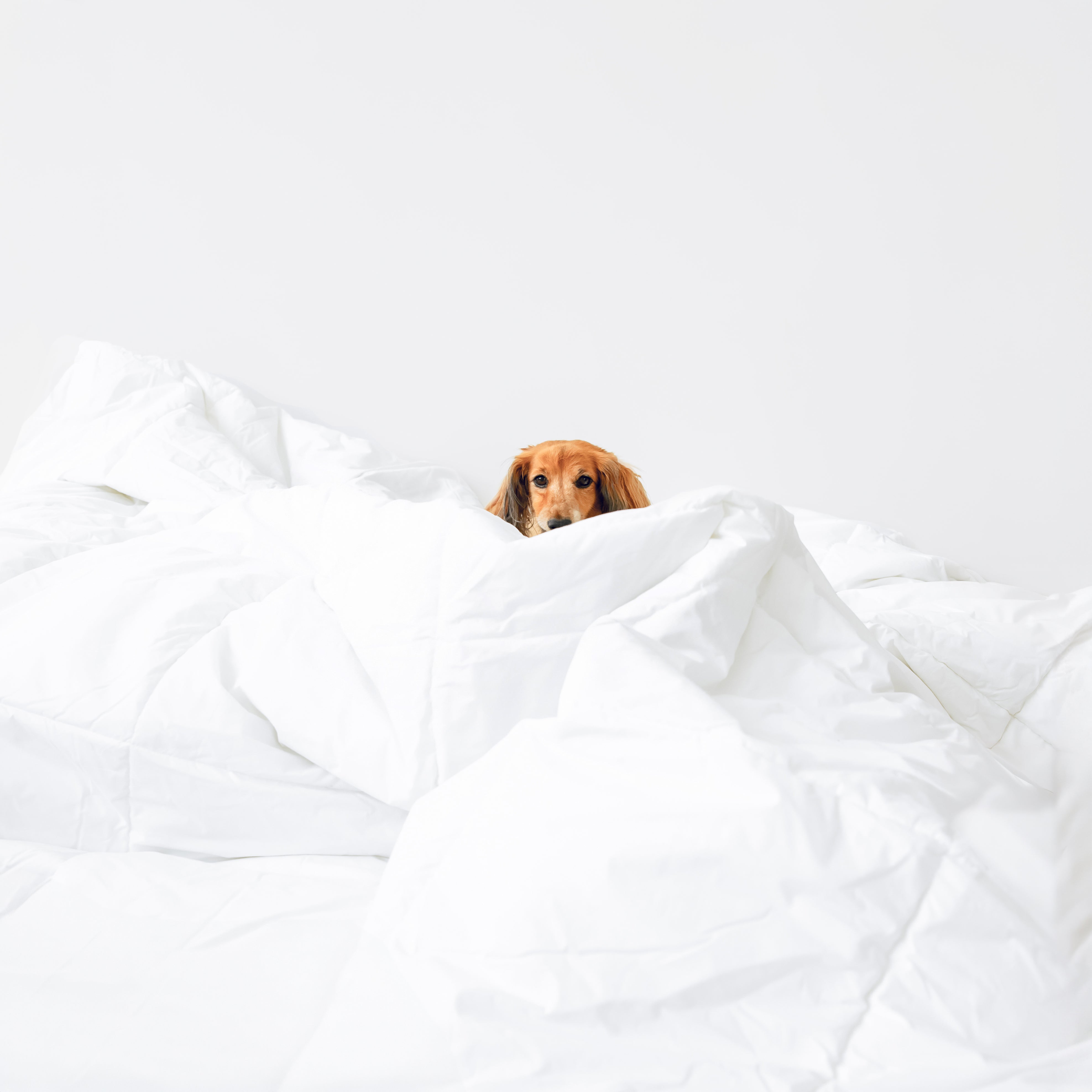 100% Cotton Duvet Insert (Sale) - Linen-sandhutch